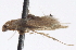  ( - BIOUG16503-B05)  @12 [ ] CreativeCommons - Attribution (2014) CBG Photography Group Centre for Biodiversity Genomics