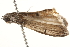  ( - BIOUG16503-F02)  @13 [ ] CreativeCommons - Attribution (2014) CBG Photography Group Centre for Biodiversity Genomics