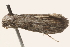  ( - BIOUG16504-H02)  @12 [ ] CreativeCommons - Attribution (2014) CBG Photography Group Centre for Biodiversity Genomics