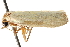  ( - BIOUG17343-A10)  @15 [ ] CreativeCommons - Attribution (2014) CBG Photography Group Centre for Biodiversity Genomics