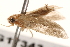  ( - BIOUG17343-A12)  @12 [ ] CreativeCommons - Attribution (2014) CBG Photography Group Centre for Biodiversity Genomics