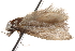  ( - BIOUG17344-B01)  @12 [ ] CreativeCommons - Attribution (2014) CBG Photography Group Centre for Biodiversity Genomics