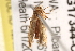  ( - BIOUG17344-C05)  @12 [ ] CreativeCommons - Attribution (2014) CBG Photography Group Centre for Biodiversity Genomics