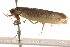  ( - BIOUG18342-B03)  @12 [ ] CreativeCommons - Attribution (2015) CBG Photography Group Centre for Biodiversity Genomics