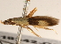 ( - BIOUG18342-C05)  @13 [ ] CreativeCommons - Attribution (2015) CBG Photography Group Centre for Biodiversity Genomics