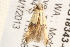 ( - BIOUG18343-C02)  @13 [ ] CreativeCommons - Attribution (2015) CBG Photography Group Centre for Biodiversity Genomics
