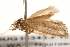  ( - BIOUG18343-F12)  @12 [ ] CreativeCommons - Attribution (2015) CBG Photography Group Centre for Biodiversity Genomics