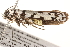  (Ethmia eupostica - BIOUG18344-B09)  @15 [ ] CreativeCommons - Attribution (2015) Unspecified Centre for Biodiversity Genomics