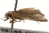  ( - BIOUG18345-D08)  @12 [ ] CreativeCommons - Attribution (2015) CBG Photography Group Centre for Biodiversity Genomics