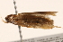  ( - BIOUG18345-G10)  @12 [ ] CreativeCommons - Attribution (2015) CBG Photography Group Centre for Biodiversity Genomics