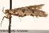  ( - BIOUG18345-H08)  @12 [ ] CreativeCommons - Attribution (2015) CBG Photography Group Centre for Biodiversity Genomics