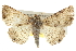  ( - BIOUG10024-B03)  @14 [ ] CreativeCommons - Attribution (2014) CBG Photography Group Centre for Biodiversity Genomics