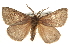  (Anthela clementi - BIOUG10024-C07)  @15 [ ] CreativeCommons - Attribution (2014) CBG Photography Group Centre for Biodiversity Genomics