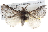  ( - BIOUG10024-G11)  @15 [ ] CreativeCommons - Attribution (2014) CBG Photography Group Centre for Biodiversity Genomics