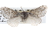 ( - BIOUG10024-G12)  @15 [ ] CreativeCommons - Attribution (2014) CBG Photography Group Centre for Biodiversity Genomics