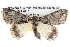  ( - BIOUG10024-H08)  @12 [ ] CreativeCommons - Attribution (2014) CBG Photography Group Centre for Biodiversity Genomics