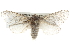  ( - BIOUG10024-H09)  @15 [ ] CreativeCommons - Attribution (2014) CBG Photography Group Centre for Biodiversity Genomics