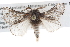  ( - BIOUG10024-H11)  @15 [ ] CreativeCommons - Attribution (2014) CBG Photography Group Centre for Biodiversity Genomics