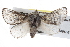  ( - BIOUG10025-B03)  @15 [ ] CreativeCommons - Attribution (2014) CBG Photography Group Centre for Biodiversity Genomics