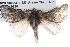 (Symphyta nephelodes - BIOUG10025-B09)  @15 [ ] CreativeCommons - Attribution (2014) CBG Photography Group Centre for Biodiversity Genomics