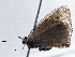  ( - BIOUG10025-C03)  @12 [ ] CreativeCommons - Attribution (2014) CBG Photography Group Centre for Biodiversity Genomics