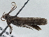  ( - BIOUG10025-F10)  @12 [ ] CreativeCommons - Attribution (2014) CBG Photography Group Centre for Biodiversity Genomics