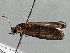  ( - BIOUG10025-G10)  @12 [ ] CreativeCommons - Attribution (2014) CBG Photography Group Centre for Biodiversity Genomics
