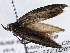  ( - BIOUG10026-A10)  @12 [ ] CreativeCommons - Attribution (2014) CBG Photography Group Centre for Biodiversity Genomics