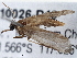  ( - BIOUG10026-D10)  @12 [ ] CreativeCommons - Attribution (2014) CBG Photography Group Centre for Biodiversity Genomics