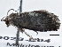  ( - BIOUG10026-E04)  @12 [ ] CreativeCommons - Attribution (2014) CBG Photography Group Centre for Biodiversity Genomics