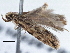  ( - BIOUG10026-F02)  @12 [ ] CreativeCommons - Attribution (2014) CBG Photography Group Centre for Biodiversity Genomics