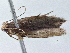  ( - BIOUG10026-F03)  @12 [ ] CreativeCommons - Attribution (2014) CBG Photography Group Centre for Biodiversity Genomics