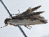  ( - BIOUG10026-F06)  @12 [ ] CreativeCommons - Attribution (2014) CBG Photography Group Centre for Biodiversity Genomics