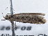  ( - BIOUG10026-F08)  @12 [ ] CreativeCommons - Attribution (2014) CBG Photography Group Centre for Biodiversity Genomics