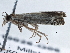  ( - BIOUG10026-G06)  @12 [ ] CreativeCommons - Attribution (2014) CBG Photography Group Centre for Biodiversity Genomics