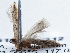  ( - BIOUG10026-G12)  @12 [ ] CreativeCommons - Attribution (2014) CBG Photography Group Centre for Biodiversity Genomics