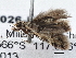  ( - BIOUG10026-H06)  @13 [ ] CreativeCommons - Attribution (2014) CBG Photography Group Centre for Biodiversity Genomics