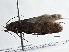  ( - BIOUG10027-A09)  @12 [ ] CreativeCommons - Attribution (2014) CBG Photography Group Centre for Biodiversity Genomics