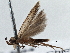  ( - BIOUG10027-B04)  @12 [ ] CreativeCommons - Attribution (2014) CBG Photography Group Centre for Biodiversity Genomics