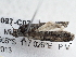  ( - BIOUG10027-C07)  @13 [ ] CreativeCommons - Attribution (2014) CBG Photography Group Centre for Biodiversity Genomics