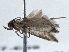  ( - BIOUG10027-E09)  @12 [ ] CreativeCommons - Attribution (2014) CBG Photography Group Centre for Biodiversity Genomics