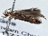  ( - BIOUG10027-G09)  @12 [ ] CreativeCommons - Attribution (2014) CBG Photography Group Centre for Biodiversity Genomics