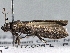  ( - BIOUG10027-H01)  @14 [ ] CreativeCommons - Attribution (2014) CBG Photography Group Centre for Biodiversity Genomics