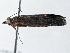  ( - BIOUG10397-D03)  @12 [ ] CreativeCommons - Attribution (2014) CBG Photography Group Centre for Biodiversity Genomics