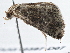  ( - BIOUG10397-D07)  @13 [ ] CreativeCommons - Attribution (2014) CBG Photography Group Centre for Biodiversity Genomics