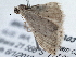  ( - BIOUG10398-A03)  @12 [ ] CreativeCommons - Attribution (2014) CBG Photography Group Centre for Biodiversity Genomics