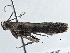  ( - BIOUG10398-D12)  @12 [ ] CreativeCommons - Attribution (2014) CBG Photography Group Centre for Biodiversity Genomics