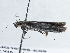  ( - BIOUG10398-E09)  @12 [ ] CreativeCommons - Attribution (2014) CBG Photography Group Centre for Biodiversity Genomics