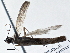  ( - BIOUG10399-C04)  @12 [ ] CreativeCommons - Attribution (2014) CBG Photography Group Centre for Biodiversity Genomics
