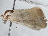  ( - BIOUG10399-E10)  @13 [ ] CreativeCommons - Attribution (2014) CBG Photography Group Centre for Biodiversity Genomics